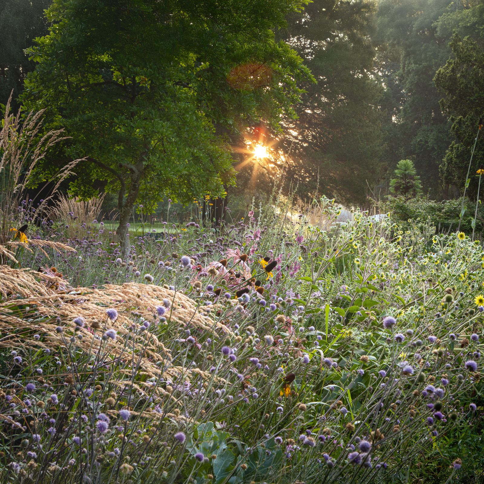 How to recreate this wild and resilient meadow garden by Tom Brown